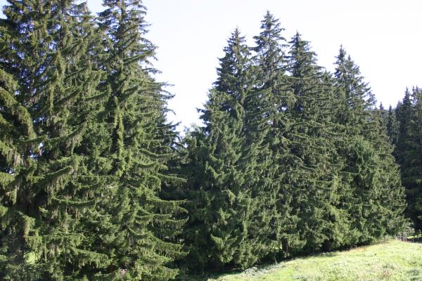 Bild 1 von 3: Die Fichte ist unser häufigster Nadelbaum und wichtigster Holzlieferant. Sie wächst schnell und ist anspruchslos. In Mitteleuropa gibt es nur eine natürlich vorkommende Art: die Gemeine Fichte.