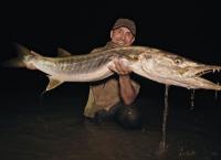 Giganten unter Wasser - Riesenfischen auf der Spur