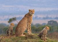 Die Großkatzen der Masai Mara