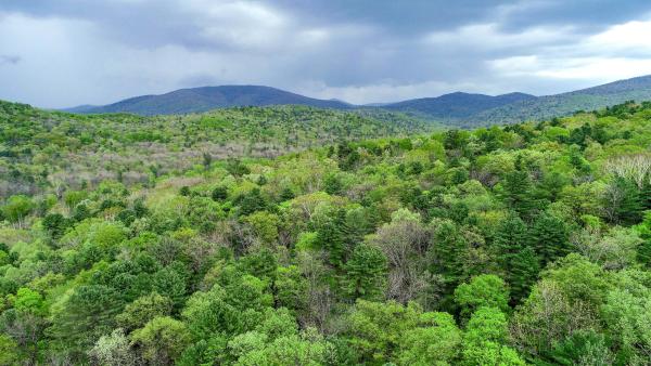 Bild 1 von 7: Wälder von Durmin (Russland).