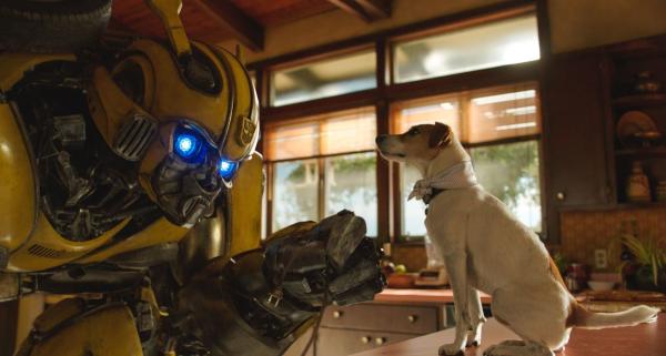 Bild 1 von 9: Bumblebee