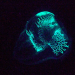 Lichter der Tiefsee