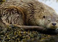 Schottlands wilde Jahreszeiten