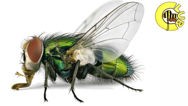 Bild 1 von 3: Die Goldfliege - Insektenfotografie im Tigerenten Club