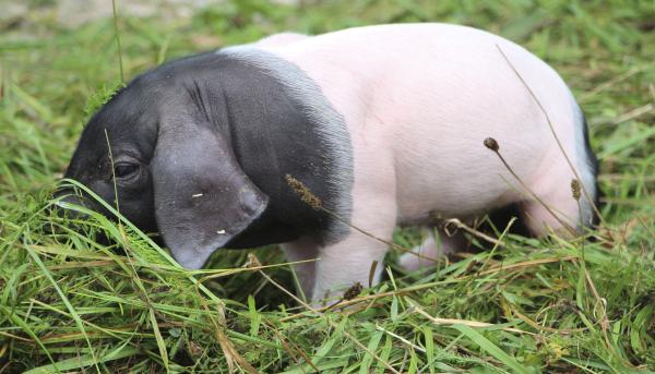 Bild 1 von 2: Auf dem Schaubauernhof gab es Nachwuchs bei den Schwäbisch-Hällischen Landschweinen. Die ersten Wochen sind für die kleinen Ferkel nicht ungefährlich, schnell kommt es zu Verletzungen beim Andrang an die mütterlichen Zitzen. Und auch die Mutter hat schon eine entzündete Zitze. Ein Einsatz für Tierärztin Annika Krengel, bei dem es gar nicht so leicht ist, die Übersicht zu behalten...