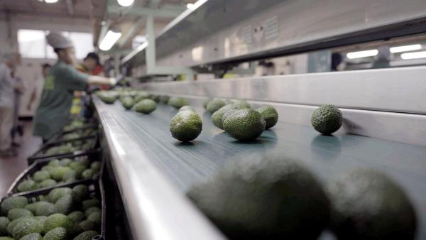 Bild 1 von 1: Im Bild: Israel/Westjordanland: Gewachst und verpackt gehen Avocados auf die Reise: Im Idealfall landen sie in 6-10 Tagen in den europäischen Supermarktregalen.
