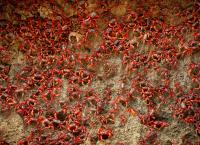 Ein perfekter Planet