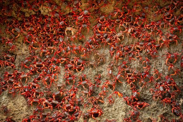Bild 1 von 6: Der Lebenszyklus der Roten Landkrabbe auf der Weihnachtsinsel hängt völlig vom Monsun ab. Obwohl die Krabben längst Landbewohner sind, atmen sie durch Kiemen. Deshalb brauchen sie die Luftfeuchtigkeit, die der Monsun bringt, um ihren jährlichen Marsch zur Eiablage im Meer bewältigen zu können.