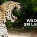 Wildes Sri Lanka