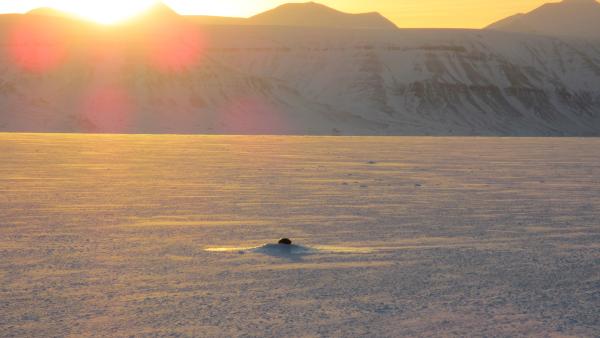 Bild 1 von 5: Frühlingsbote in Spitzbergen: Eine Robbe hat sich ein Luftloch ins Eis geschaffen und geniesst die Sonnenstrahlen.
