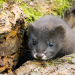 Abenteuer Wildnis