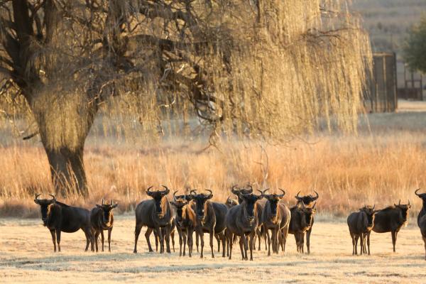 Bild 1 von 15: Liosnrock: Gnus im südafrikanischen Winter.
