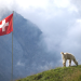 Das Berner Oberland