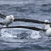 Abenteuer Wildnis