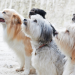 Pudsey - Ein tierisch cooler Held