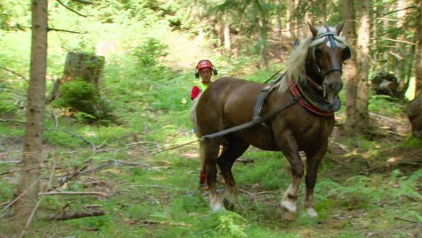 Bild 1 von 9: Im Bild: Holzziehen/Holzschleifen mit einem Noriker.