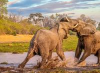 Schauplatz Wildnis - Kämpfe im Tierreich