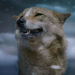 Der letzte Wolf