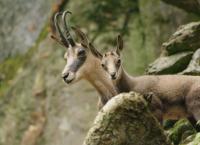 Auf der Jagd - Wem gehört die Natur?