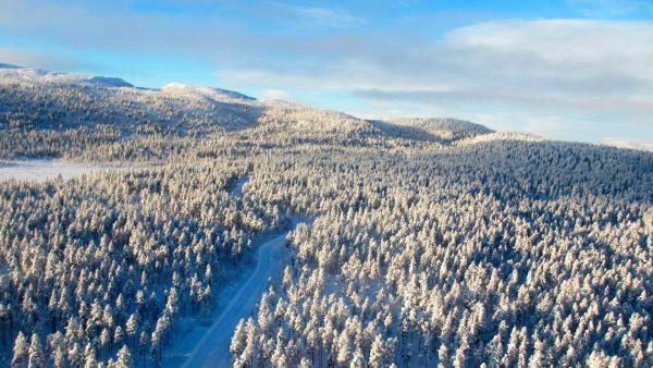 Bild 1 von 4: Winterwald in Lappland.