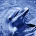 Flipper