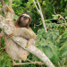 Die Tricks der Tiere