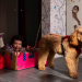 Wuffel, der Wunderhund