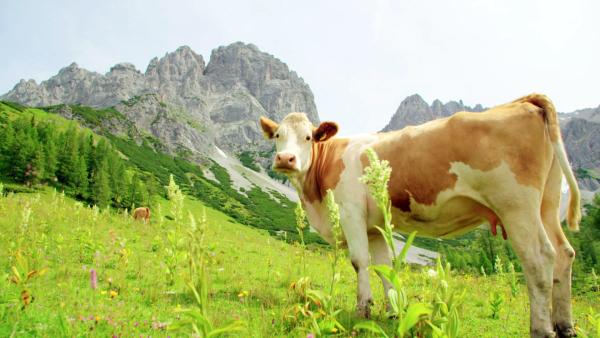 Bild 1 von 2: .