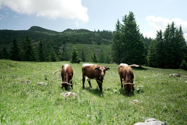 Bild 1 von 13: Im Bild: Kühe auf Vierkaseralm.