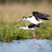 Vielfältige Vogelwelt Österreich