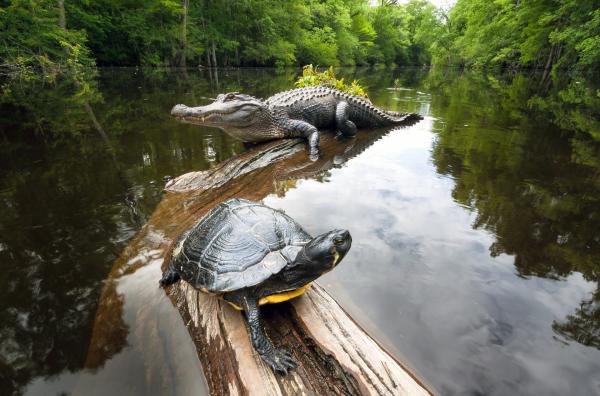 Bild 1 von 4: Ein Mississippi-Alligator und eine Schildkröte teilen sich einen Baumstamm als Ruheplatz.