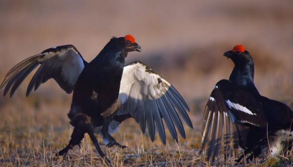 Bild 1 von 17: Bei den Balzkämpfen der Birkhühner geht es zur Sache: Die Männchen versuchen, ihren Konkurrenten in die \