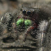 Die Sicht der Spinne