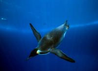 Die Reise der Pinguine 2