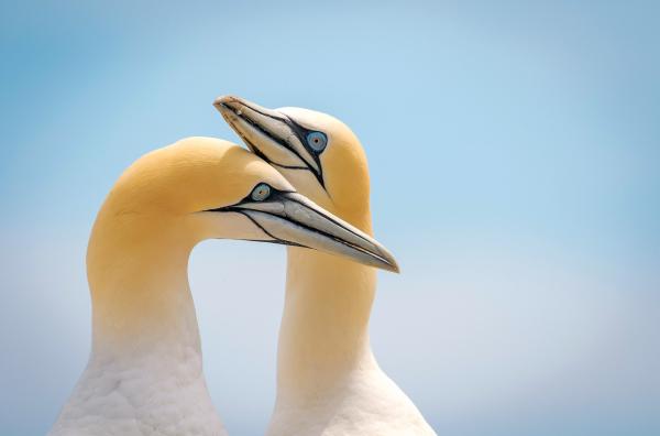 Bild 1 von 4: Der Basstölpel hat auf Helgoland erstmals im Jahr 1991 gebrütet. Inzwischen gibt es dort fast 1.500 Brutpaare ? was bedeutet, dass der Vogel recht gut mit den derzeitigen Bedingungen in der Nordsee klarkommt.