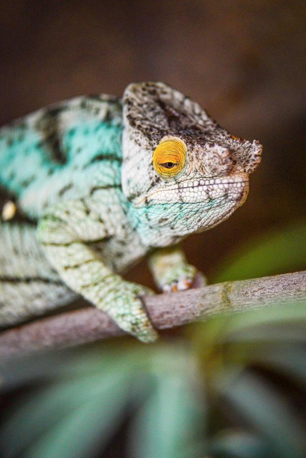 Bild 1 von 25: Im Bild: Chamäleonmännchen Mr. Parsons.