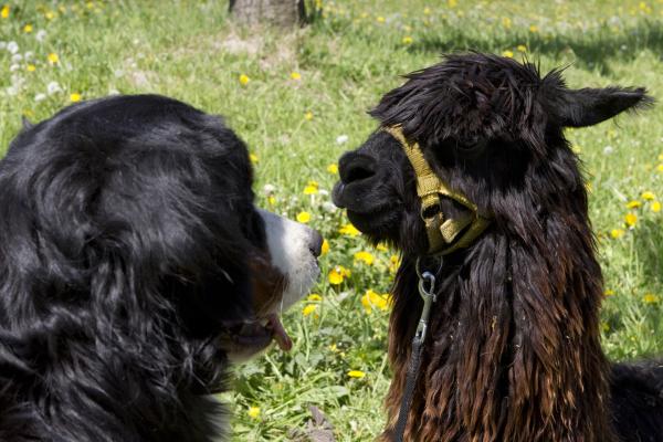 Bild 1 von 3: Keks trifft Alessandro Alpaka und bietet ihm seine Hilfe an.