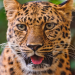 Animals Gone Wild