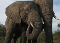 Team Wildlife Südafrika