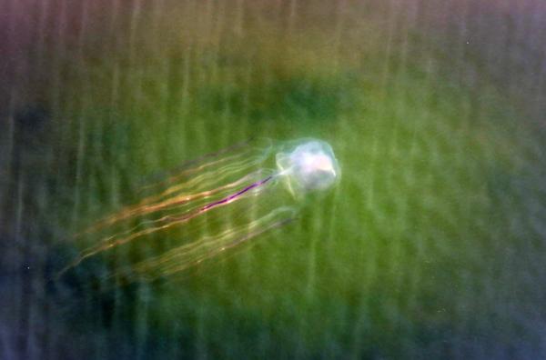 Bild 1 von 2: Neben Steinfischen und Kegelschnecken sind auch giftige Quallen im Great Barrier Reef heimisch.