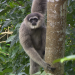 Anna und die wilden Tiere