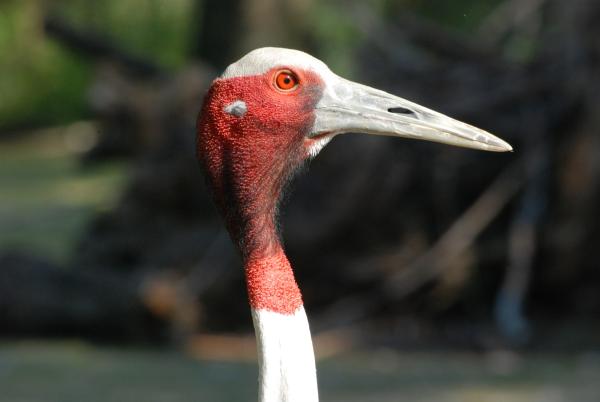 Bild 1 von 1: Ein Saruskranich.