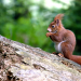 Geheimnisvolle Eichhörnchen