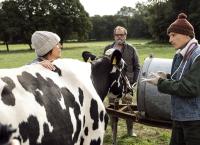 Viele Kühe und ein schwarzes Schaf