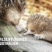 Wildlife Diaries Australien