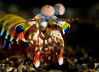 Das Leben in Farbe mit David Attenborough