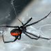 Toxische Tierwelt