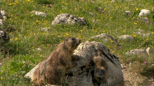 Bild 1 von 17: Im Bild: Murmeltier Fanesalm.