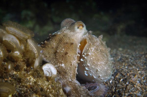Bild 1 von 6: Der Oktopus ist eigentlich ziemlich scheu, aber auch neugierig: Mit seinen großen Augen kann er sehr gut sehen.