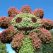 Insel Mainau: Blaues Blut und rote Rosen